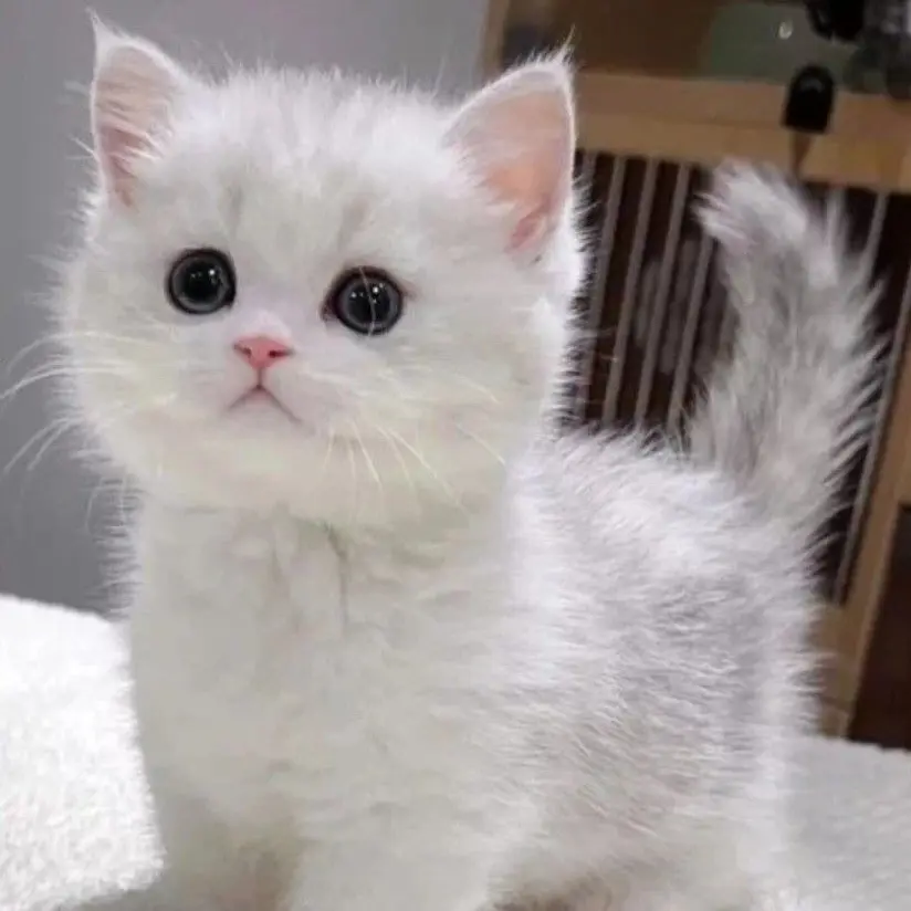 lv.rqxut_Rusut의 二足歩行の赤ちゃん子猫