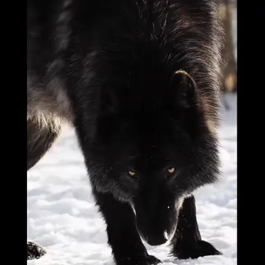 Profile image of 레오