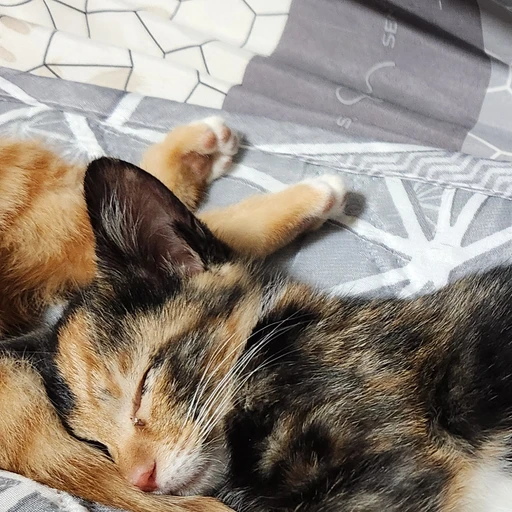 고양이 박사 쿠키