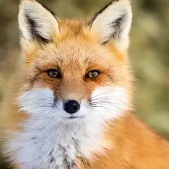 Profile image of 여우