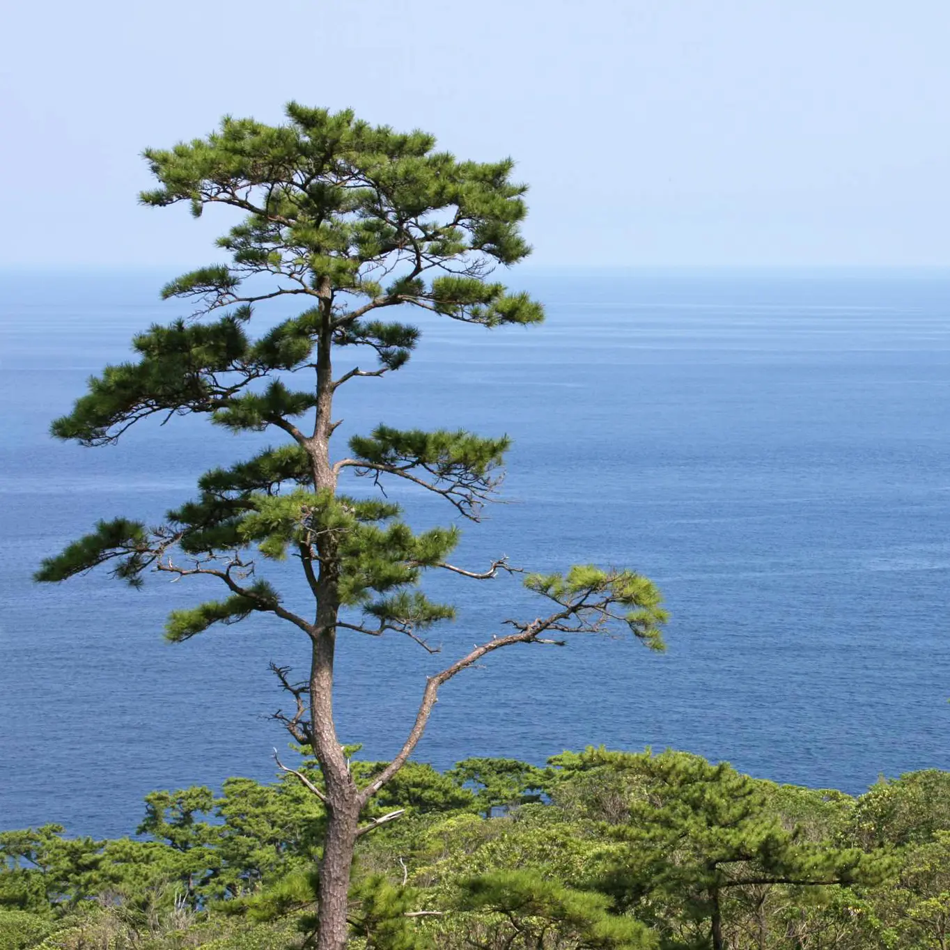 Two_me의 해곰솔