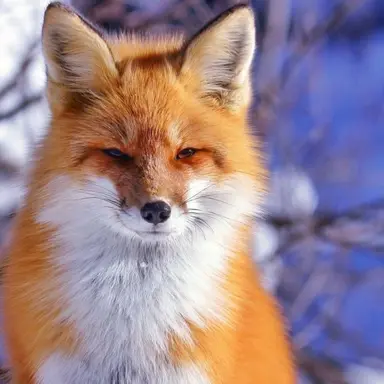 Profile image of 여우