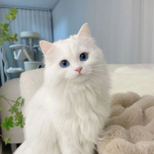 레오 대표 이미지
