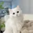 레오