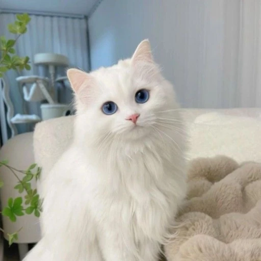 레오