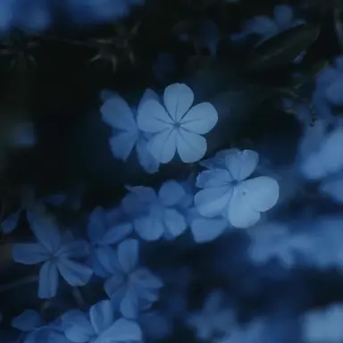 Profile image of 파이브