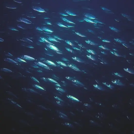 orange.cat.의 『인어밀렵을 취미로 뒀어』