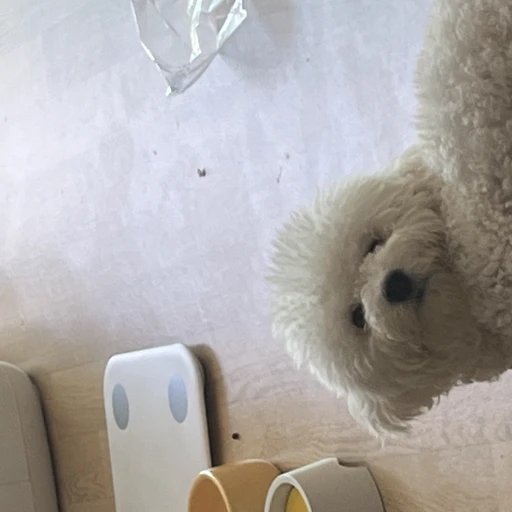꾜돌이