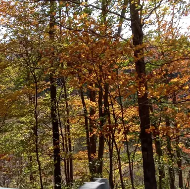 Profile image of Finding Ohana RP