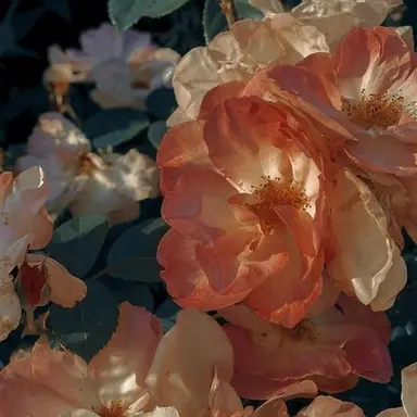 Profile image of 박영환