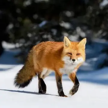 Profile image of 김여우