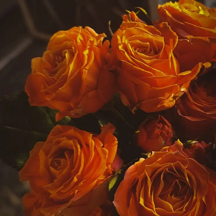 RemoteGnat5571의 komq