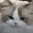 깽냥