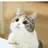 고양이