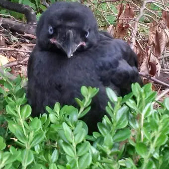 Profile image of 까마귀