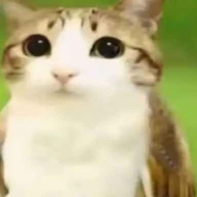 Profile image of 여우