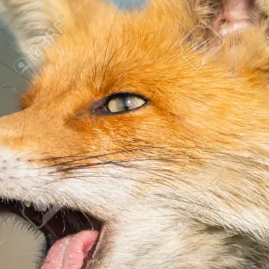 Profile image of 여우