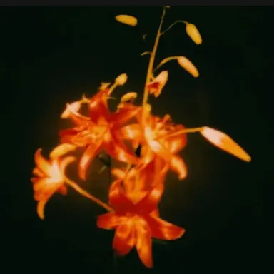 Profile image of Koma