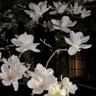 Profile image of 애저