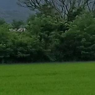 링
