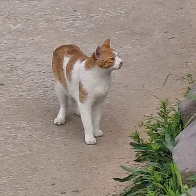 Profile image of Nabi