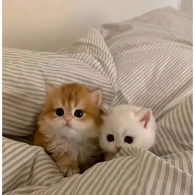 Profile image of 유저의 고양이