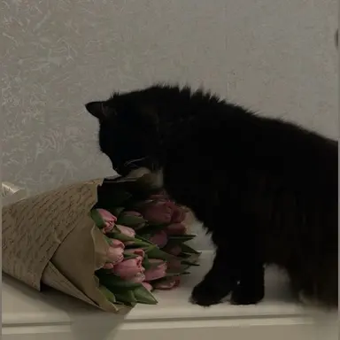 Profile image of サンウォン