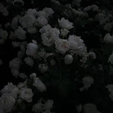 Profile image of 시미베