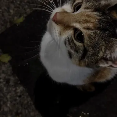Profile image of ゆうし