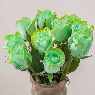 Profile image of 공룡