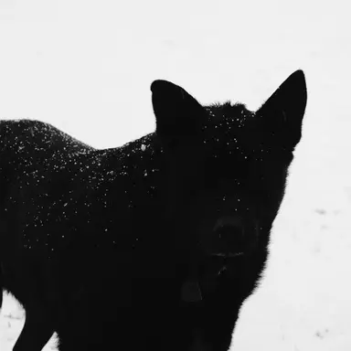 Profile image of 시리우스 블랙