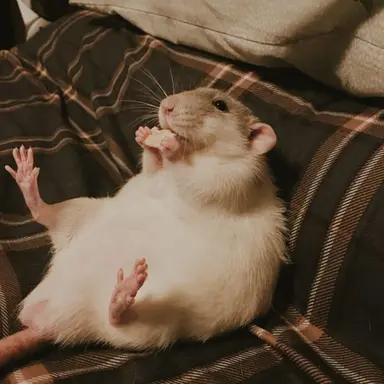 Profile image of 피터 패티 그루