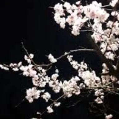 Profile image of 우주하마