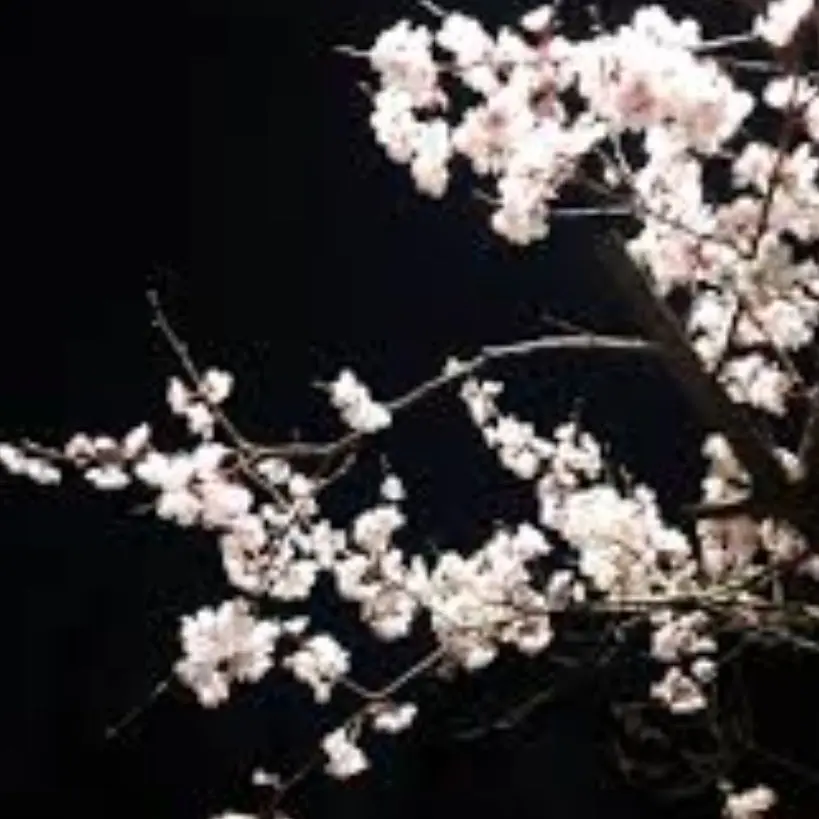 CatCream1의 개인용개인용