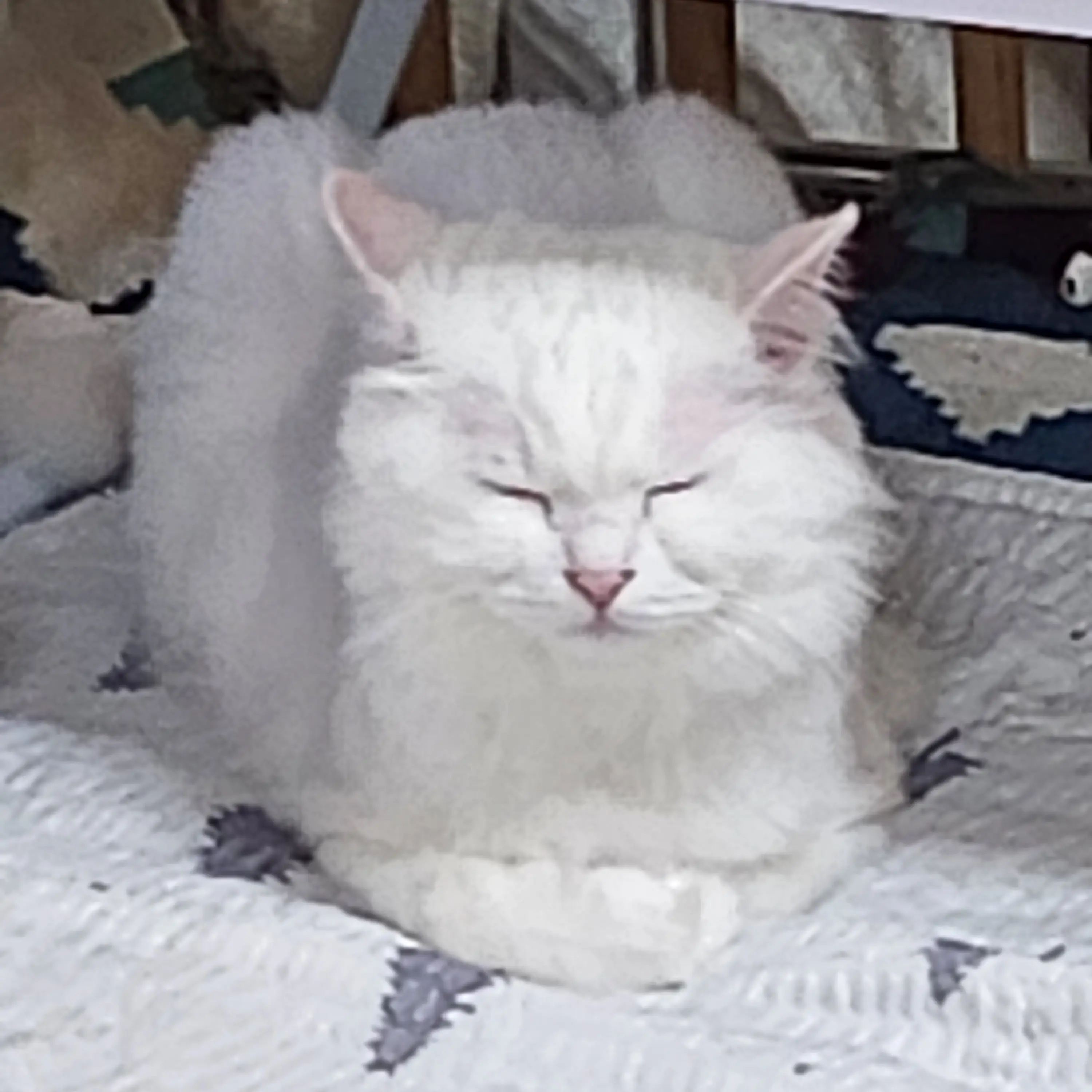 cutienami의 나미