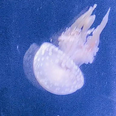Profile image of 刀也
