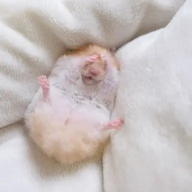 Profile image of ほし