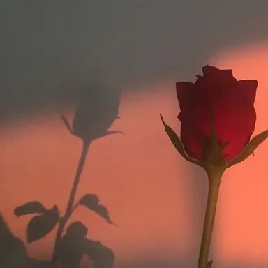 Profile image of 마플