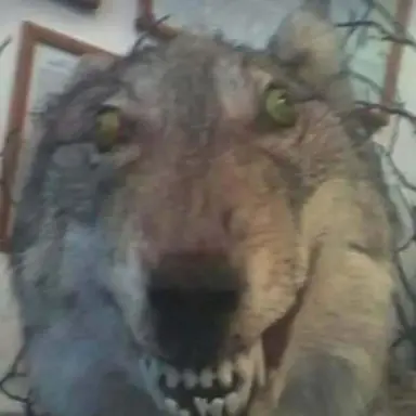 Profile image of 늑대