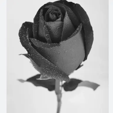 Profile image of 般若