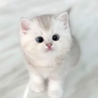 Profile image of 똘망이