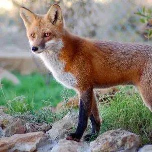 Profile image of 여우