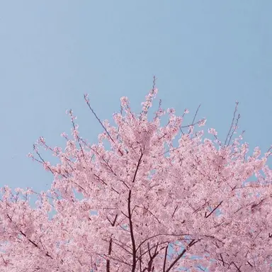 Profile image of 밥풀