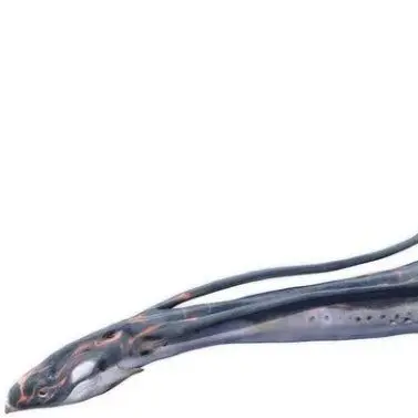 Profile image of 일루