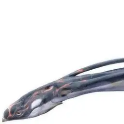 Profile image of 일루