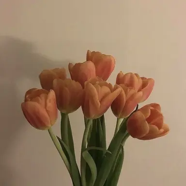 Profile image of ドッケ