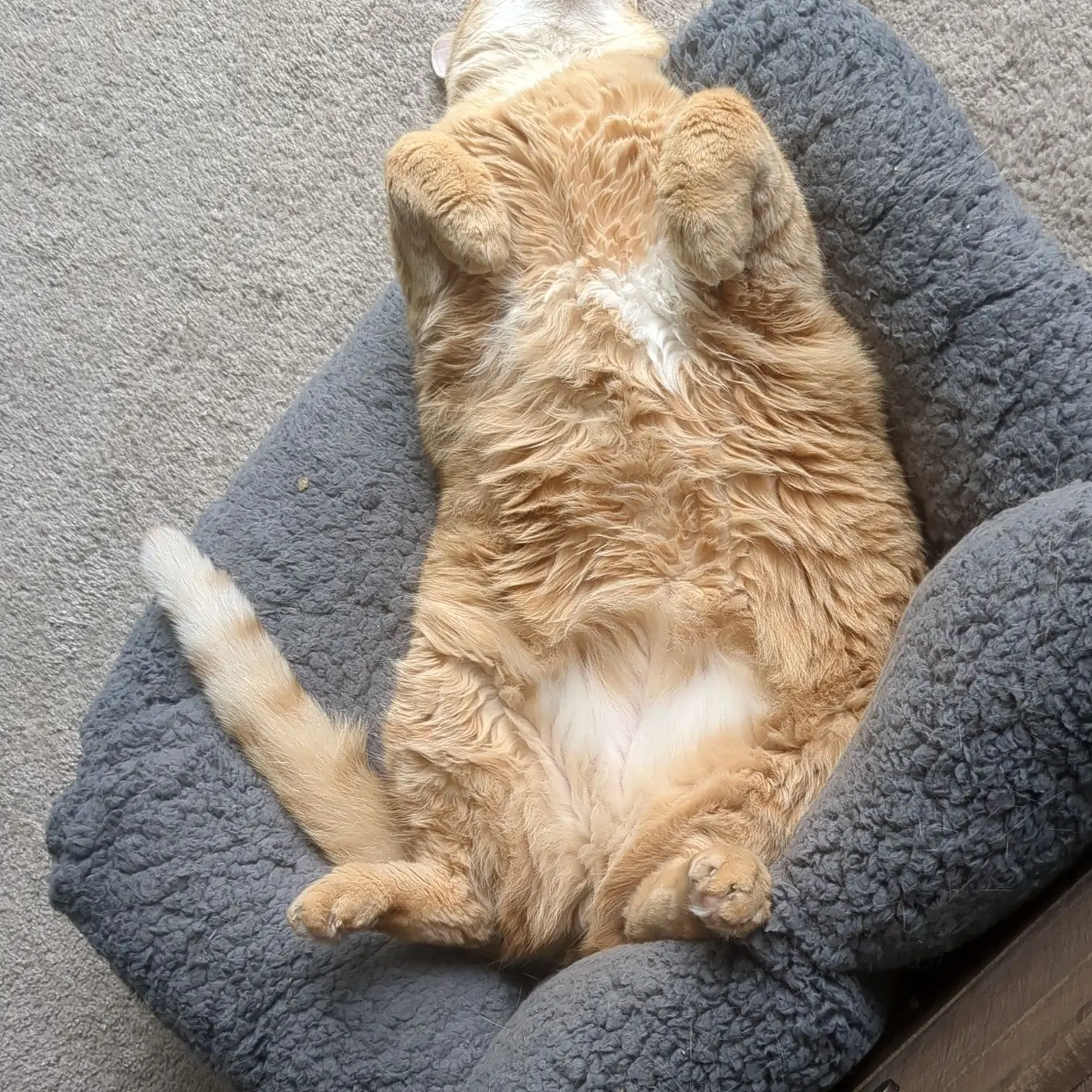 AcridFate2261의 elite