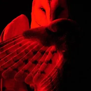 Profile image of Jestyn