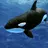 Orca