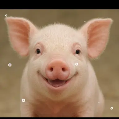 Profile image of 돼지